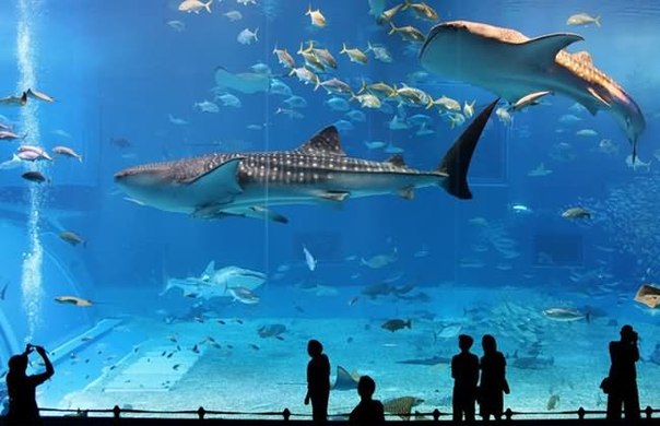 большой аквариум в ЮАР