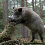 Охота на кабана в Белоруссии